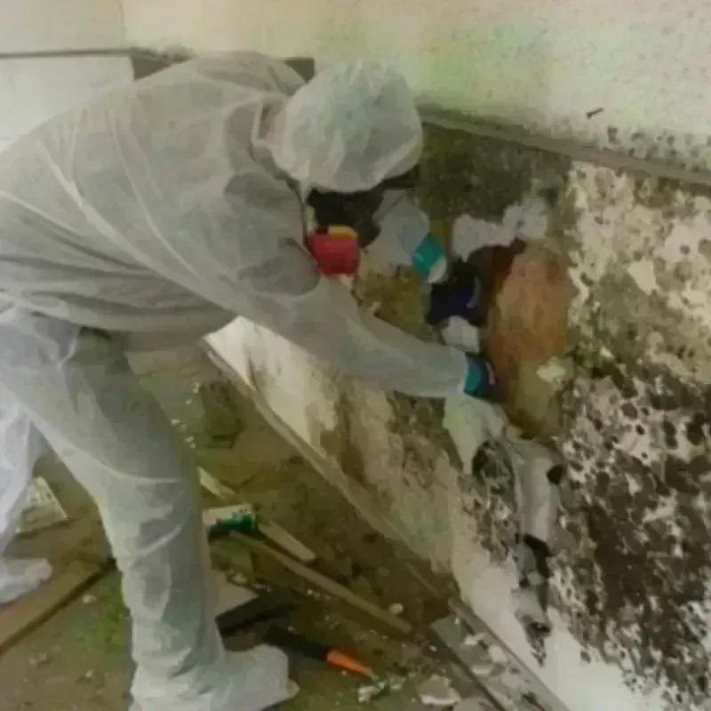 Mold Remediation and Removal in Williamson, NY